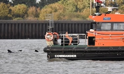 Fotos zeigen die Rückenfinnen der Tiere, die aus dem Wasser ragen, während sie um ein Schiff der ...