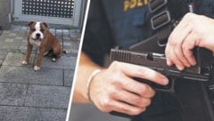 „Adonis“ war hinter dem Zaun, der Polizist zog dennoch seine Dienstwaffe.