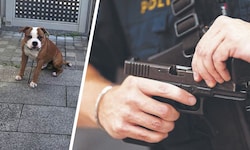 „Adonis“ war hinter dem Zaun, der Polizist zog dennoch seine Dienstwaffe.
