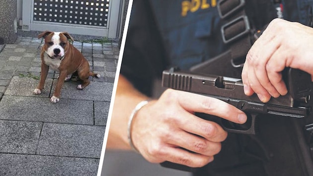„Adonis“ war hinter dem Zaun, der Polizist zog dennoch seine Dienstwaffe.