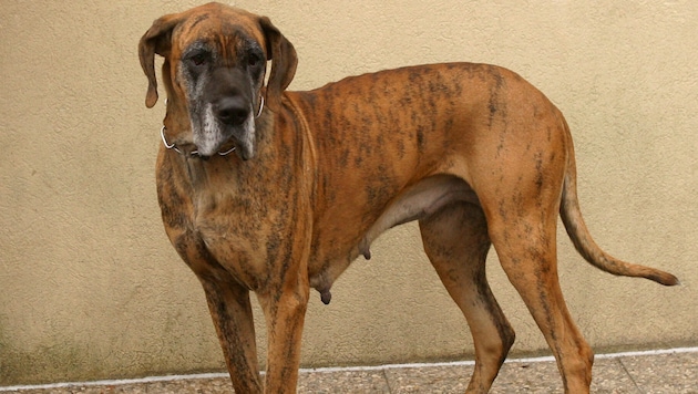 On Saturday, a Great Dane seriously injured a cyclist in Dimbach (Upper Austria) (stock photo).