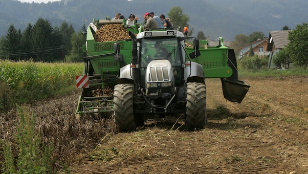 Die Rekorddürre lässt die erwartete Ernte bei vielen Feldfrüchten, etwa Kartoffeln, Körnermais, ...