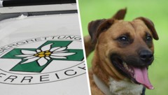 Bergretter mussten die Mädchen und die beiden Hunde aus ihrer misslichen Lage befreien. 