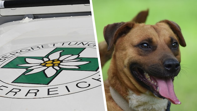 Bergretter mussten die Mädchen und die beiden Hunde aus ihrer misslichen Lage befreien.