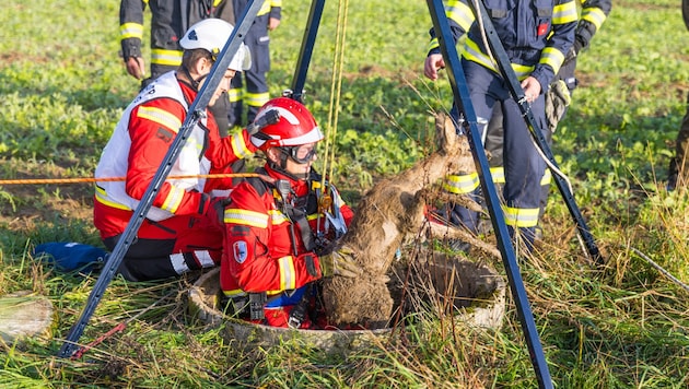 Das Reh wurde von den Einsatzkräften gerettet.
