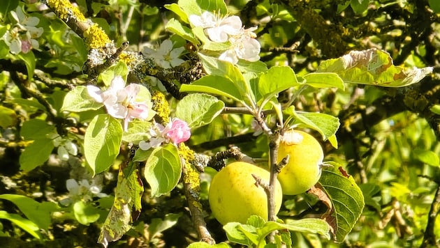 Bei Waidhofen an der Ybbs blüht ein Apfelbaum mitten im September.