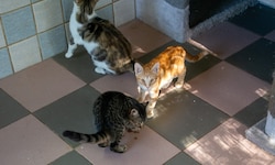 Rot, Tiger oder Glückskätzchen – Wer einen Stubentiger möchte, kann sich im Tierheim Parndorf ...
