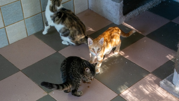 Rot, Tiger oder Glückskätzchen – Wer einen Stubentiger möchte, kann sich im Tierheim Parndorf ...