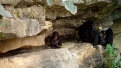 Ein Schimpansenjunges will die Baobab-Frucht wie die Großen aufknacken.
