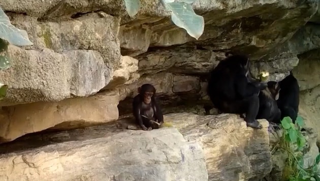 Ein Schimpansenjunges will die Baobab-Frucht wie die Großen aufknacken.