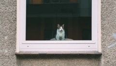 In der Wohnung scheint sich unglaubliches Tierleid zugetragen zu haben (Symbobild).