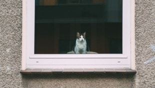In der Wohnung scheint sich unglaubliches Tierleid zugetragen zu haben (Symbobild).