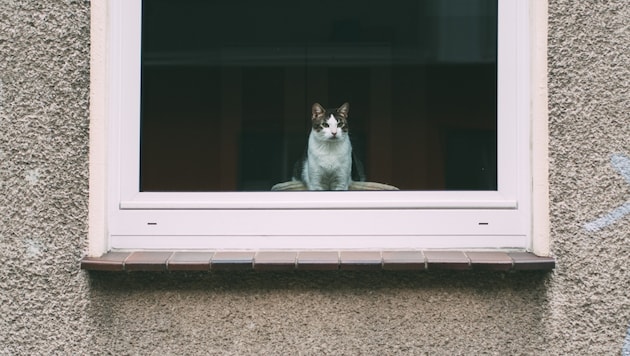 In der Wohnung scheint sich unglaubliches Tierleid zugetragen zu haben (Symbobild).