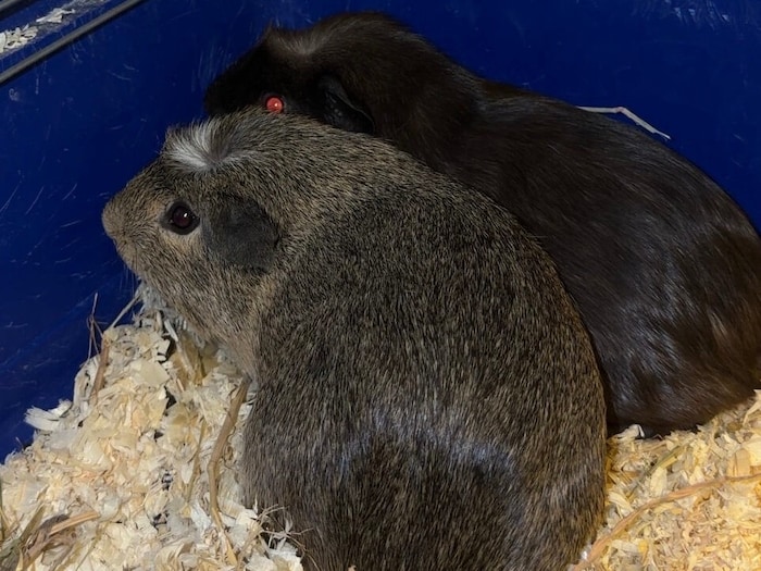 Meerschweinchen-Duo in Not
