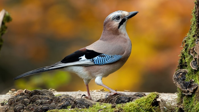 Sein auffälliges Gefieder macht den Eichelhäher zu einem unverwechselbaren Gartengast.