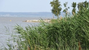 Dramatische Nacht am Neusiedler See: Ein Mann war im Bann des Schilfes gefangen. 