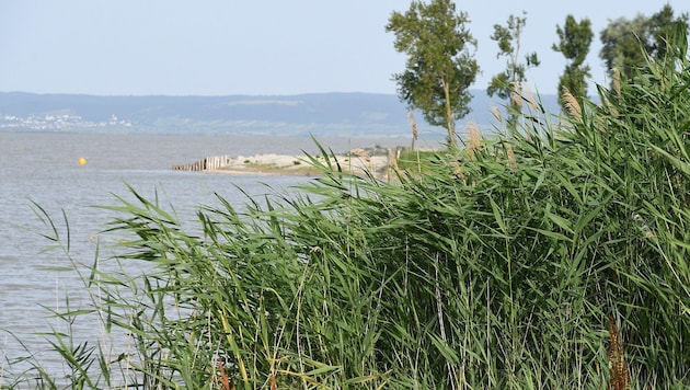 Dramatische Nacht am Neusiedler See: Mann war im Bann des Schilfes gefangen.