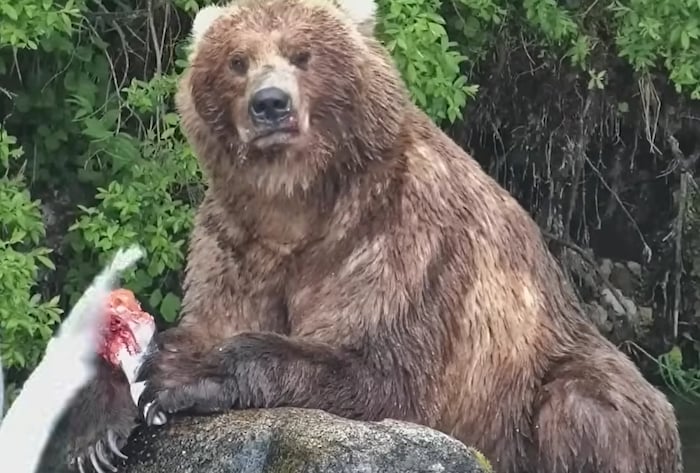 Auch das Bärenmännchen „Backpack“ gehört zu den Favoriten beim „Fat Bear“-Wettbewerb.