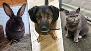 Paula, Rudi und Kanmi warten noch auf ihre Lebensplätze.
