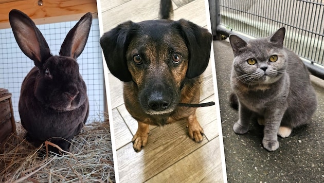 Paula, Rudi und Kanmi warten noch auf ihre Lebensplätze.