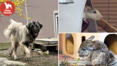 Herzallerliebste Tierchen suchen ihren Herzensmenschen! 