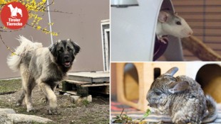 Herzallerliebste Tierchen suchen ihren Herzensmenschen! 