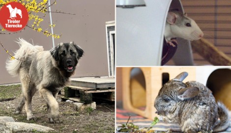 Herzallerliebste Tierchen suchen ihren Herzensmenschen! 
