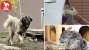 Herzallerliebste Tierchen suchen ihren Herzensmenschen! 