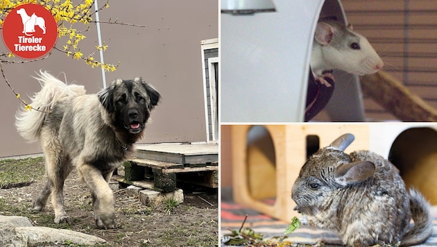 Herzallerliebste Tierchen suchen ihren Herzensmenschen!