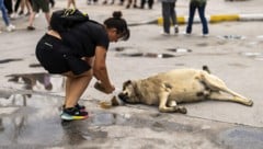 In der Türkei sind laut der Regierung inzwischen 99 Prozent der Straßenhunde eingefangen worden. ...