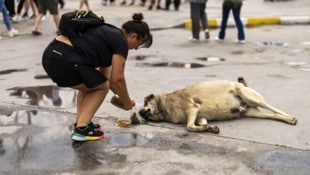 In der Türkei sind laut der Regierung inzwischen 99 Prozent der Straßenhunde eingefangen worden. ...