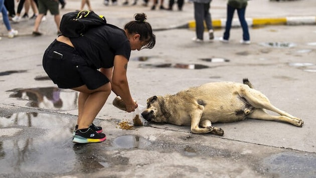 In der Türkei sind laut der Regierung inzwischen 99 Prozent der Straßenhunde eingefangen worden. ...