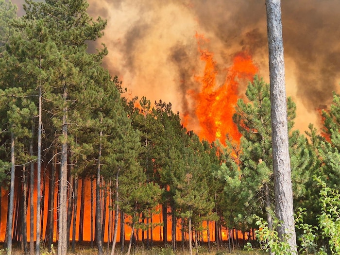 Meterhohe Feuerwalzen waren bislang in Österreich undenkbar. Beim Einsatz im Föhrenwald ging es ...