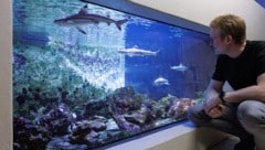 Vivariumsleiter Till Ramm freut sich im Naturkundemuseum Karlsruhe über die kleinen Haie.