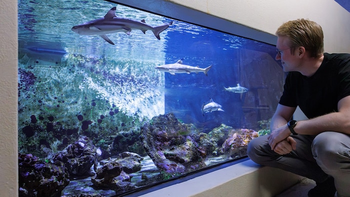 Vivarium-Referatsleiter Till Ramm freut sich über den Haifisch-Nachwuchs.
