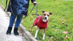 Viele Hunde aus dem Tierheim sind dankbar, wenn sie in familiärem Umfeld etwas zur Ruhe finden ...