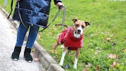 Viele Hunde aus dem Tierheim sind dankbar, wenn sie in familiärem Umfeld etwas zur Ruhe finden ...