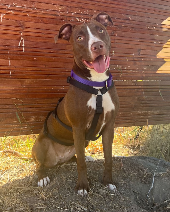 Die junge Hündin „Lola“ (elf Monate alt) wartet mit vielen anderen Vierbeinern im TierQuarTier ...