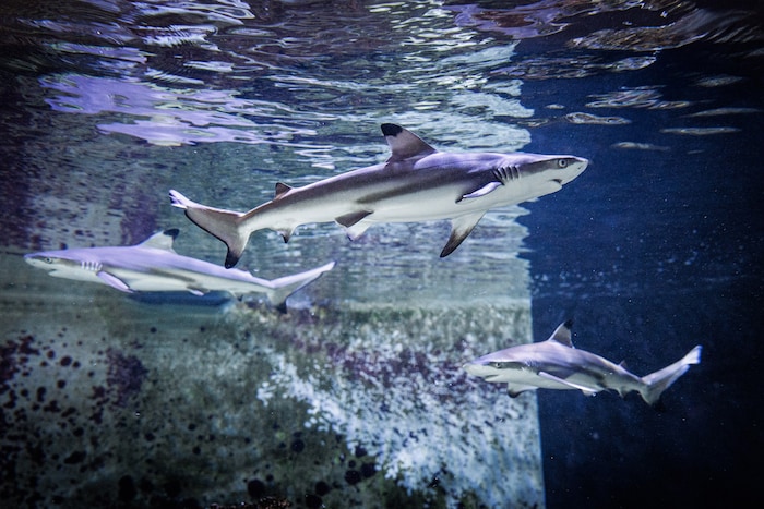 Der Haifischnachwuchs schwimmt noch in einem eigenen Becken – fernab der Eltern und der ...