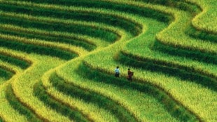 Wu Chens „Grüne Terrassen“ aus Asien als Beispiel für das meisterhafte Spiel mit Licht, ...