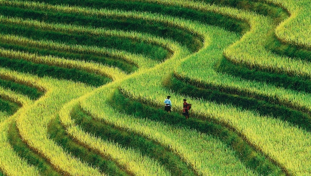 Wu Chens „Grüne Terrassen“ aus Asien als Beispiel für das meisterhafte Spiel mit Licht, ...