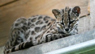 Bisher führte die Tilcayo-Katze ein verborgenes Leben – jetzt fliegen ihr die Öko-Herzen zu.