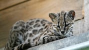 Bisher führte die Tilcayo-Katze ein verborgenes Leben – jetzt fliegen ihr die Öko-Herzen zu.