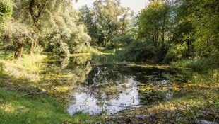 Der Teich ist Heimat vieler Amphibien, die jetzt ein schützendes Leitsystem erhalten sollen.