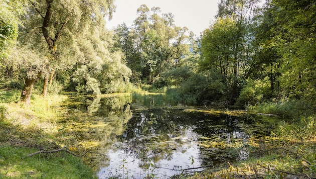 Der Teich ist Heimat vieler Amphibien, die jetzt ein schützendes Leitsystem erhalten sollen.