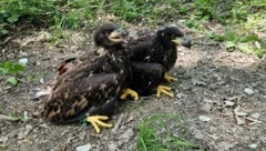 Gemeinsam verließen die Adler-Geschwister ihre Kinderstube, dann trennten sich jedoch ihre Wege.