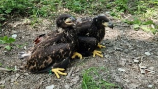 Gemeinsam verließen die Adler-Geschwister ihre Kinderstube, dann trennten sich jedoch ihre Wege.