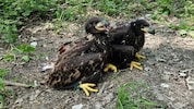 Gemeinsam verließen die Adler-Geschwister ihre Kinderstube, dann trennten sich jedoch ihre Wege.
