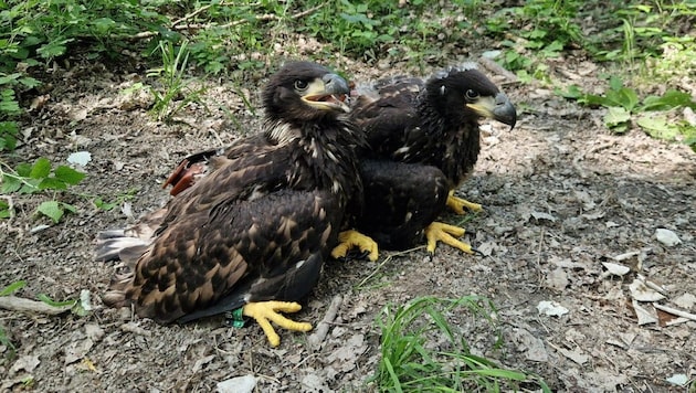 Gemeinsam verließen die Adler-Geschwister ihre Kinderstube, dann trennten sich jedoch ihre Wege.