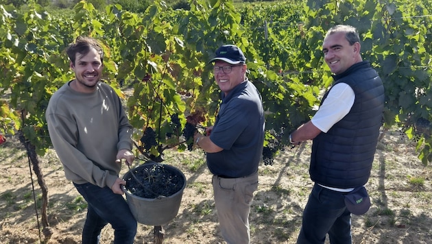 Michael und Andreas Liegenfeld helfen im Weingarten von Herbert Oschep bei der Ernte mit.
